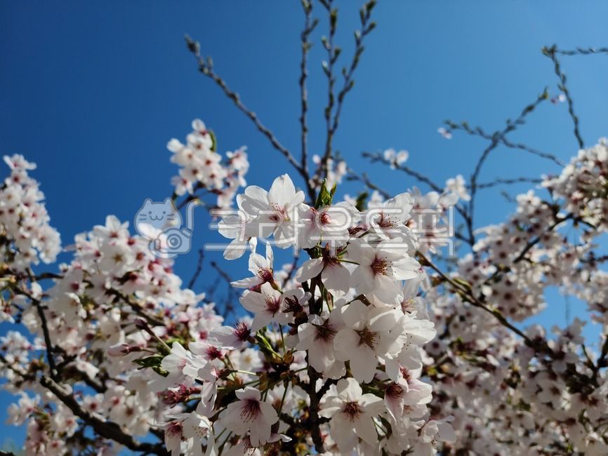 spring,spring flowers,Cherry Blossom,flower