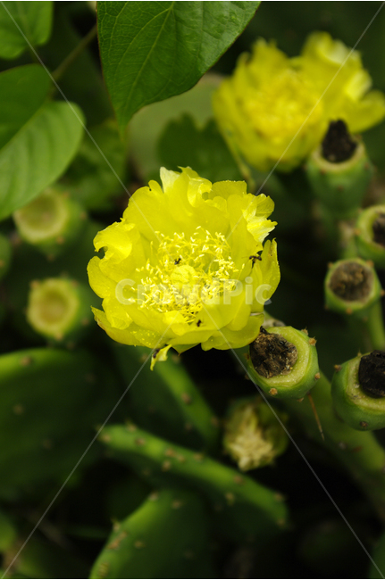 선인장꽃,꽃,식물,flower,color,nature,자연,식물,자연,plants,nature,꽃,flower