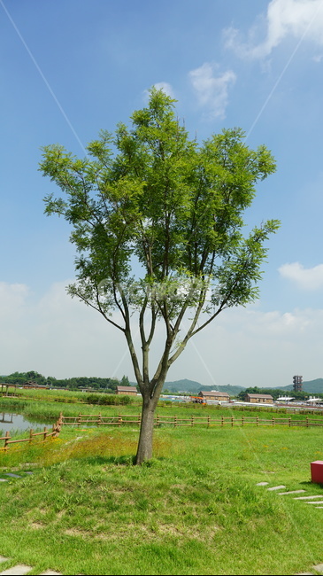나무,하늘,공원,밝은날,구름,식물,자연,plants,nature,나무,trees,wood