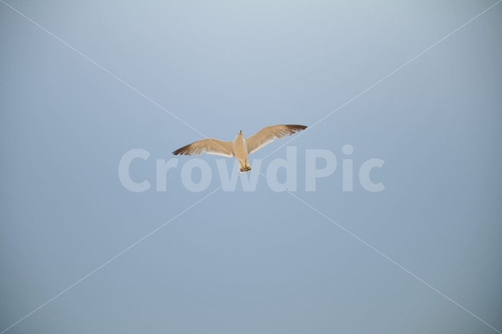 갈매기,자유,날다,바닷가,새우깡,동물,animal,조류,새,birds