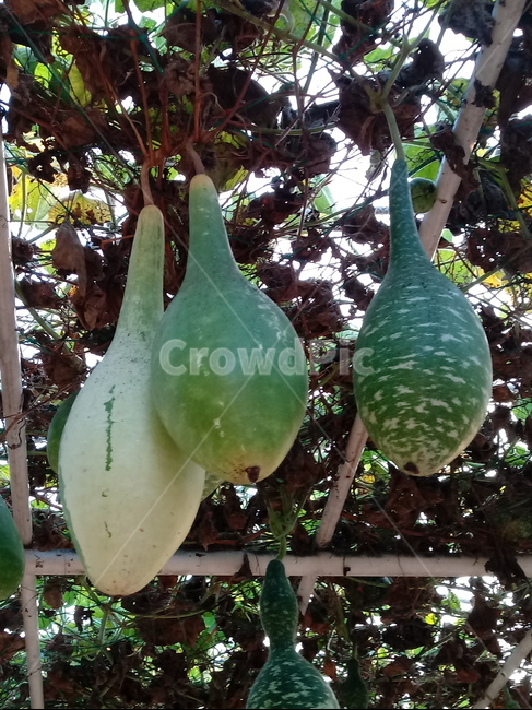 식물,덩쿨식물,박,조롱박,열매,plant,과일,열매,fruit