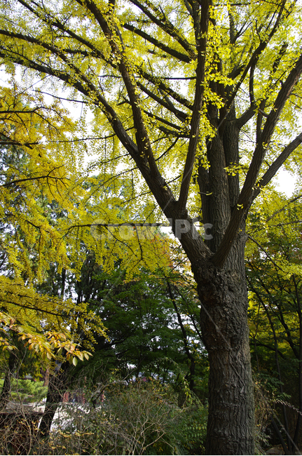 가을,단풍,나무,식물,plant,자연,nature,가을,계절,fall,autumn,season,식물,자연,plants,nature,나무,trees,wood,tree,tree trunk,나무 줄기