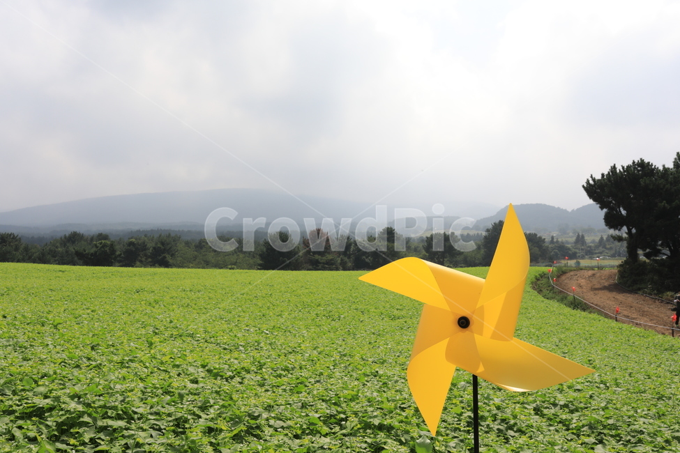 바람개비,메밀밭,제주,오라메밀밭,풍경,가을,들녘,자연,풍경,nature,landscape,한국자연풍경,한국자연경관,korea nature landscape,제주도,jeju,jeju island,사물,물건,오브젝트,thing,object,matter