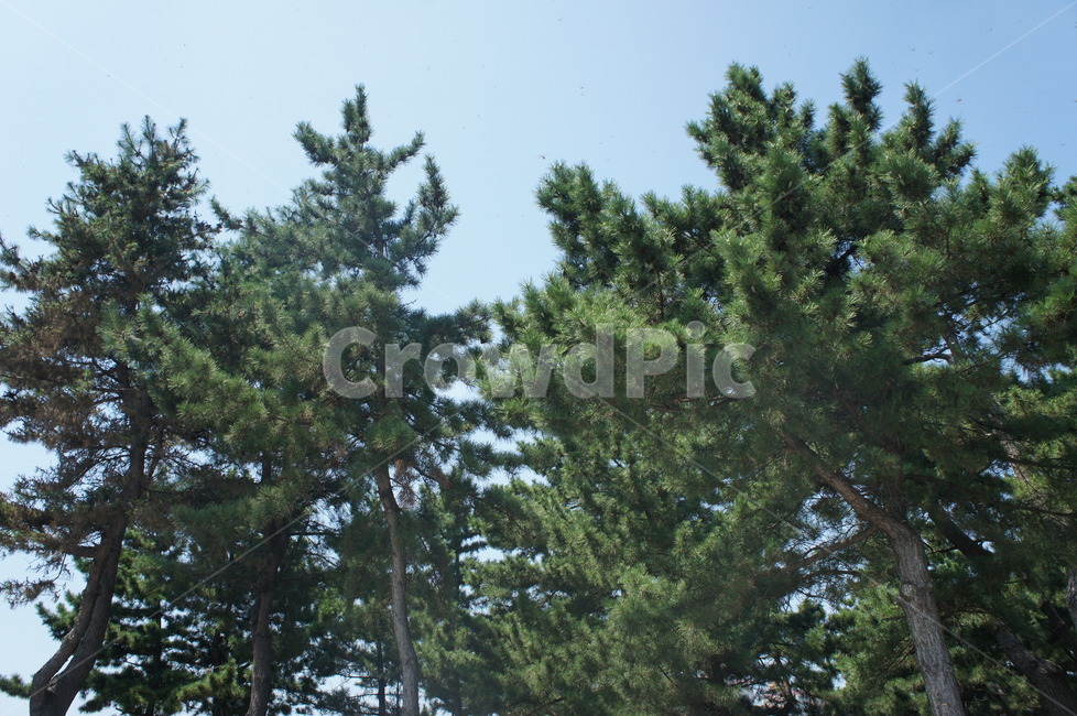 정원,하늘,나무,식물,plant,tree,fir,전나무,abies,conifer,구과식물