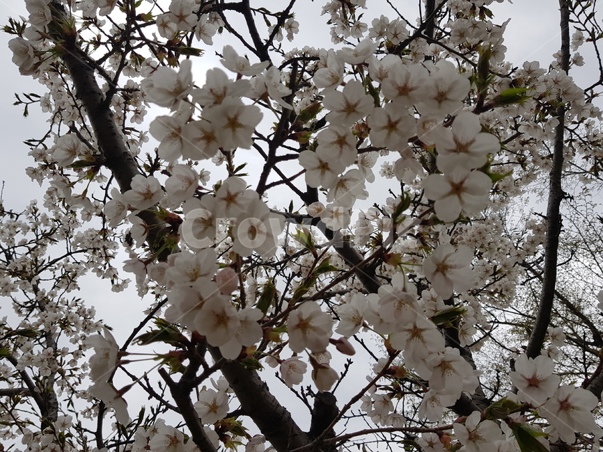 꽃,벚꽃,나무,봄,하늘,봄,계절,spring,season,식물,자연,plants,nature,꽃,flower,plant,blossom,cherry blossom