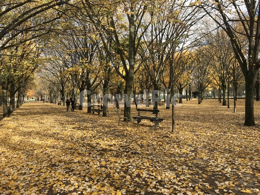 가을,낙엽,공원,벤치,프랑스,가을,계절,fall,autumn,season,자연,풍경,nature,landscape,tree,나무,plant,식물,land,땅,outdoors,옥외,forest,숲,woodland,삼림지,vegetation,초목,ground,바닥,tree trunk,나무 줄기,grove,작은 숲