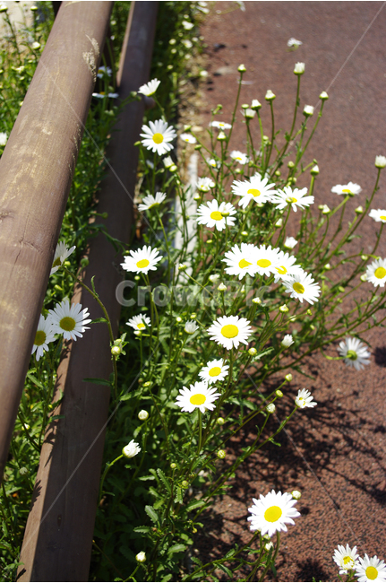 구절초,꽃,꽃밭,컬러,식물,flower,color,식물,자연,plants,nature,꽃,flower