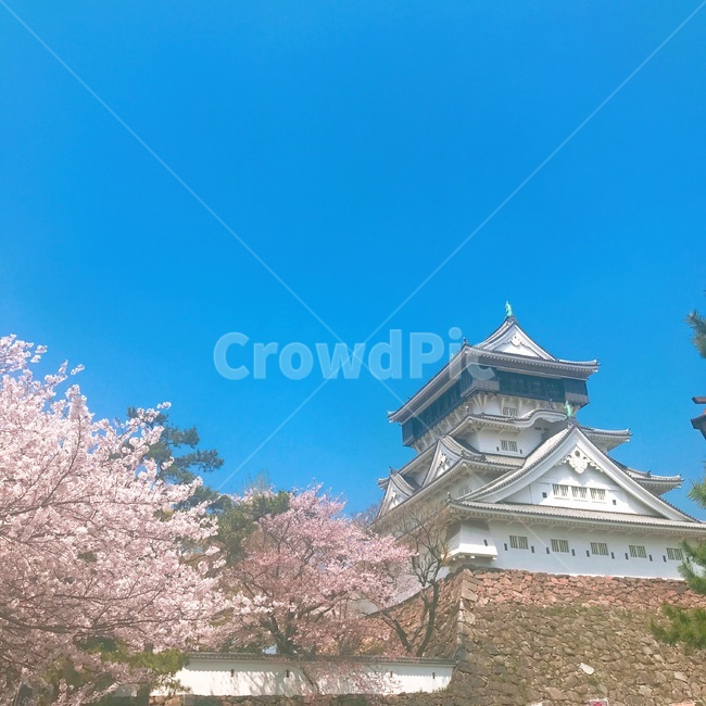 일본,기타큐슈,벚꽃,고쿠라성,japan,봄