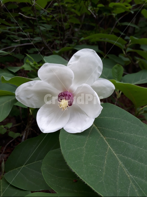 함박꽃,야생화,꽃,식물,자연,peony,magnolia,wildflower,plants,nature
