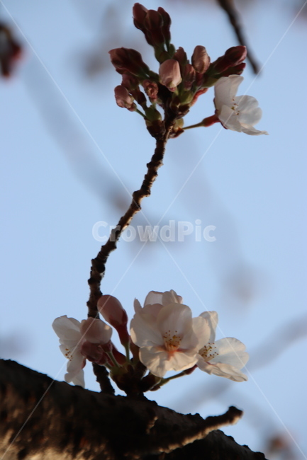 나무,꽃,봄,벚꽃,분홍색,식물,자연,plants,nature,꽃,flower