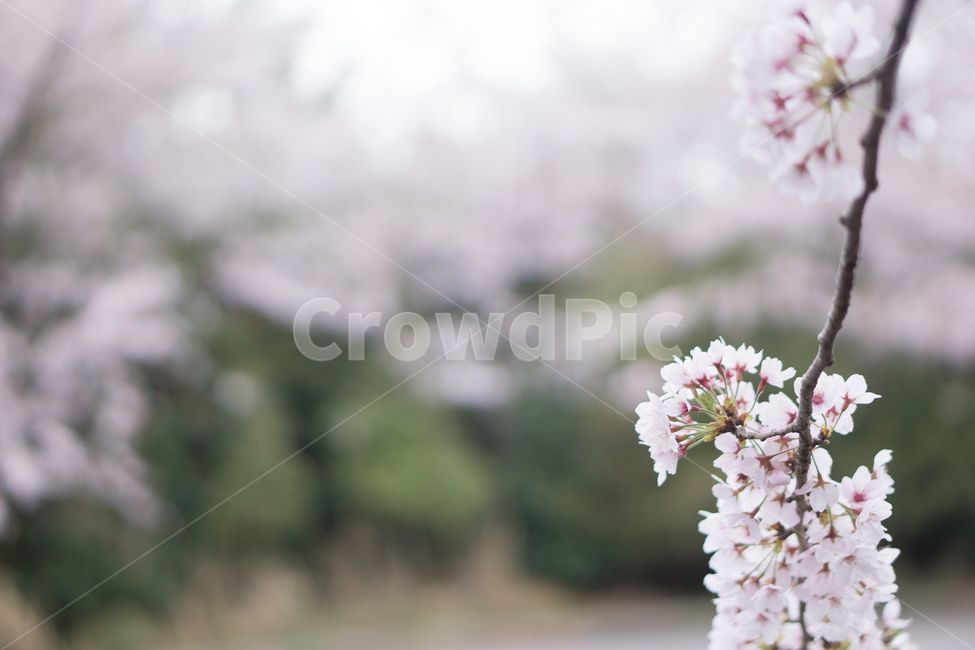 벚꽃,풍경,자연,나무,nature,꽃,봄,봄,계절,spring,season,식물,자연,plants,nature,꽃,flower