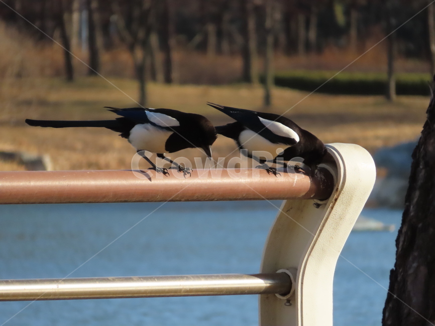 강가,까치,조류,새,커플,사랑,두마리,river,magpie,bird,birds,couple,love,two,동물,animal,조류,새,birds