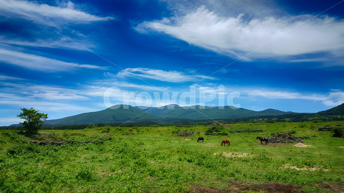 nature,outdoors,옥외,field,들,grassland,목초지,자연,가축,동물,농장,farm,농촌,자연,풍경,nature,landscape