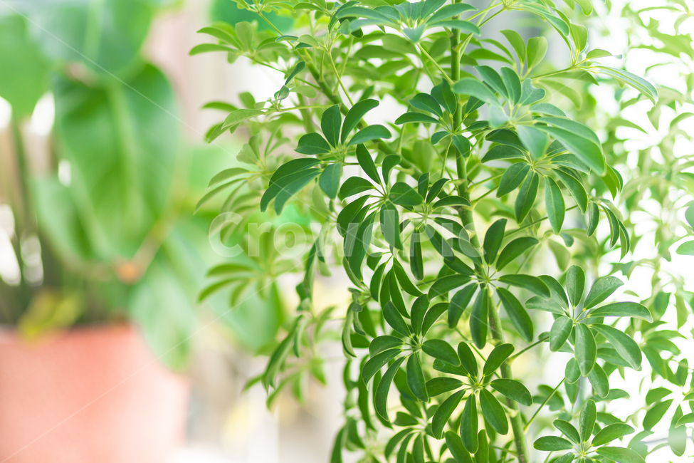 화분,홍콩야자,나무,풀,공기정화,식물,식물,자연,plants,nature