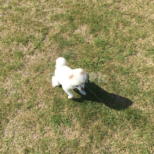 강아지,dog,pet,애완견,포메라니안,포메,화이트포메라니안,화이트포메,동물,animal,포유류,mammal,개,강아지,dog,doggy