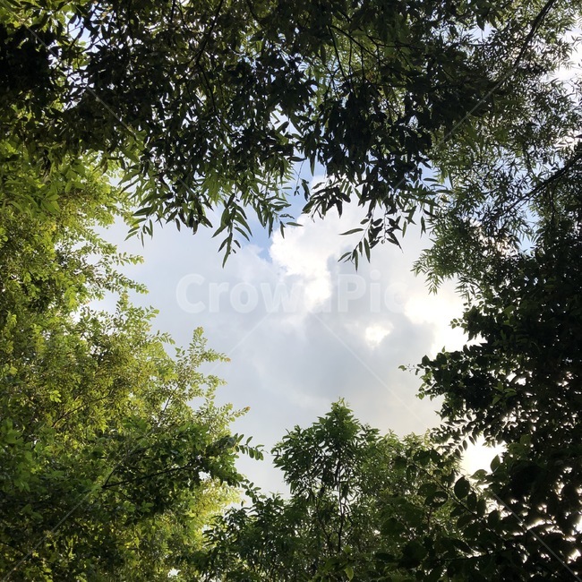자연,식물,나무,하늘,초록,숲,공원,생태공원,초목,구멍