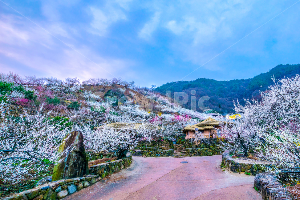 매화,꽃,청매실농장,매실,광양,전라남도,봄,계절,spring,season,시골,마을,풍경,landscape,country,rural,town,한국전통,한국문화,korean traditional,korean culture,plant,식물