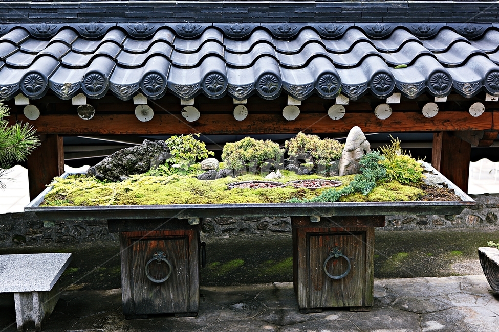 화분,식물,흙,자연,풍경