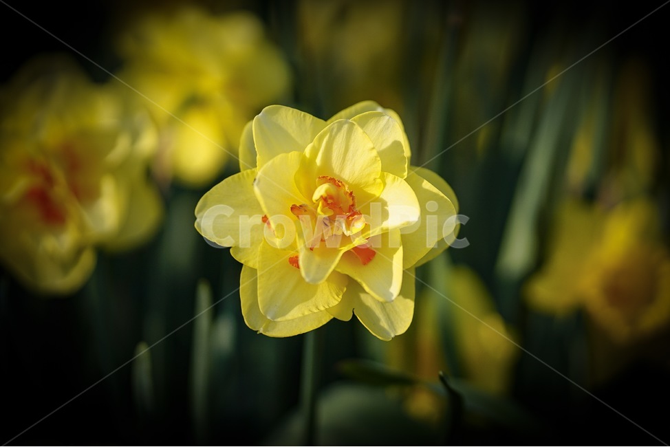 plant,식물,flower,꽃,노란꽃,수선화,식물,자연,plants,nature,꽃,flower