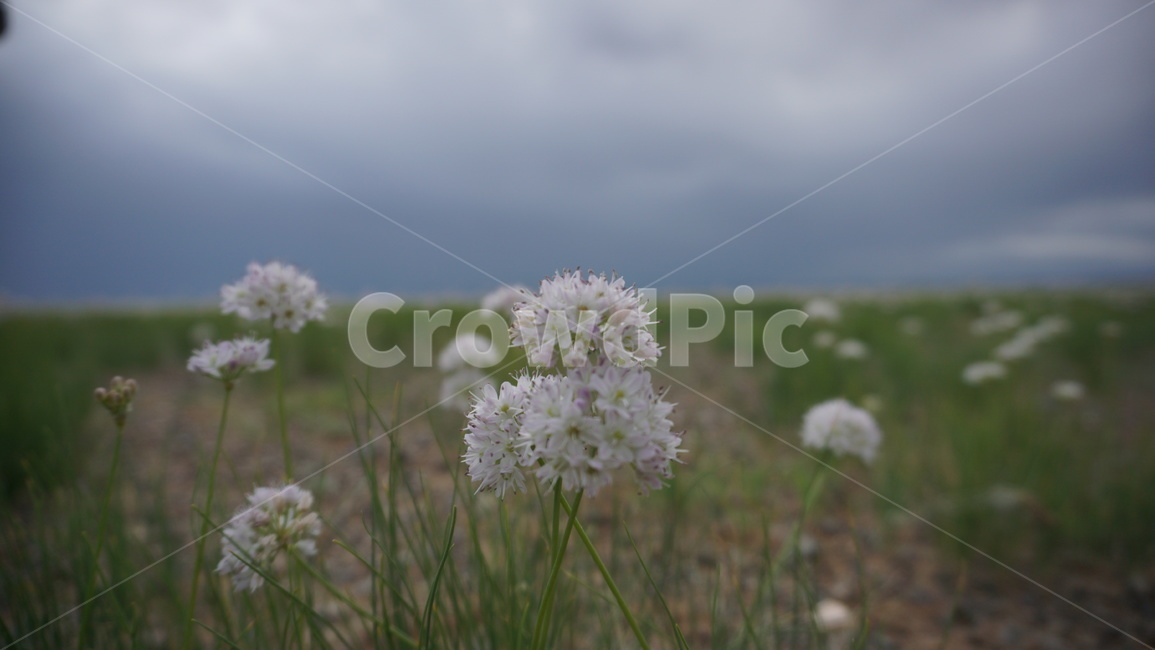 꽃,flower,자연,landscape,몽골,mongolia,식물,자연,plants,nature,꽃,flower