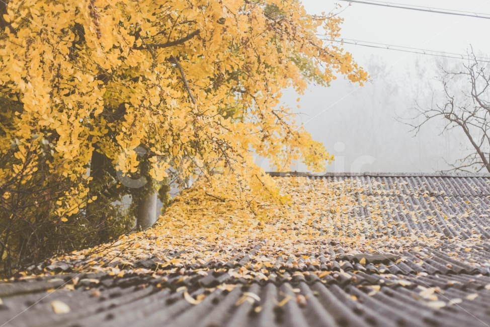 	은행나무,단풍,가을,노랑색,나무,자연,가을,계절,fall,autumn,season,식물,자연,plants,nature,나무,trees,wood,감성,sensible,feeling,tree,plant