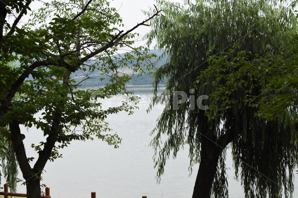 나무,풍경,공원,tree,park