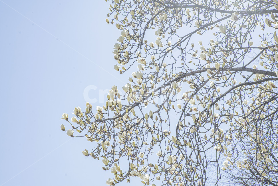 목련,목련나무,봄꽃,꽃나무,봄,식물,plant,꽃,식물,자연,plants,nature,꽃,flower