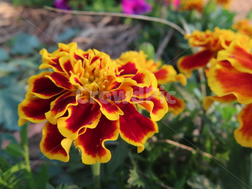 쌍떡잎,식물,꽃,아름다움,노란색,빨간색,공원,화려한,doubletteokleaves,plants,flowers,beauty,yellow,red,park,sunny