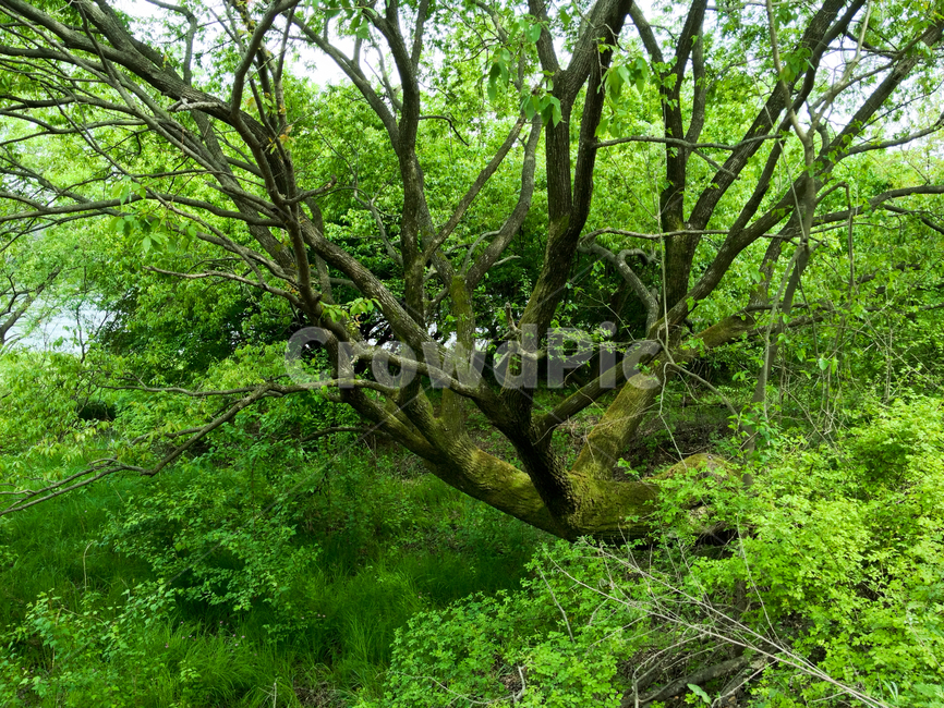 자연,나무,초록,녹색,nature,tree,green,식물,자연,plants,nature,나무,trees,wood