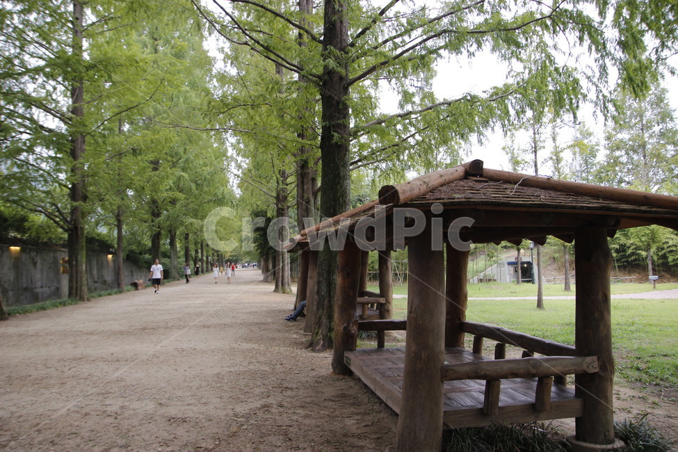 tree,나무,메타세콰이어,숲,힐링,산책,자연,풍경,nature,landscape,식물,plants,나무,trees,wood