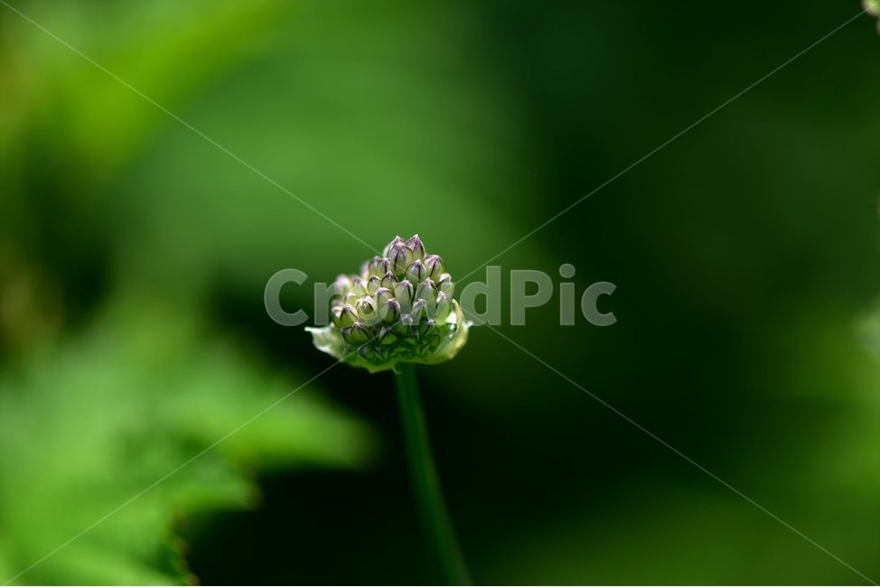 산달래,꽃봉오리,야생화,꽃,식물,자연,생태,플라워,flower,plants,nature,식물,자연,plants,nature