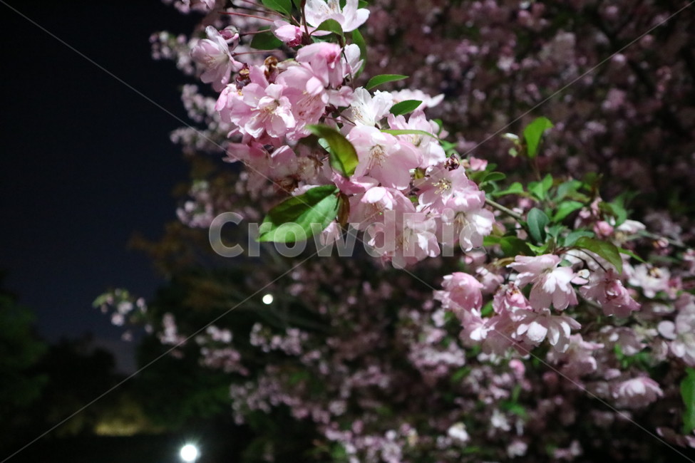 봄,꽃,벚꽃,밤,배경,봄,계절,spring,season,식물,자연,plants,nature,꽃,flower,plant,blossom