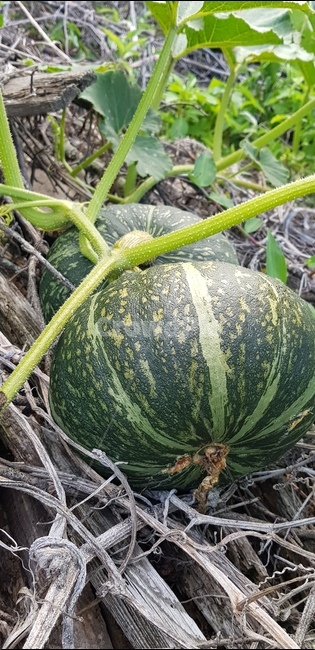 food,plant,식물,음식,호박