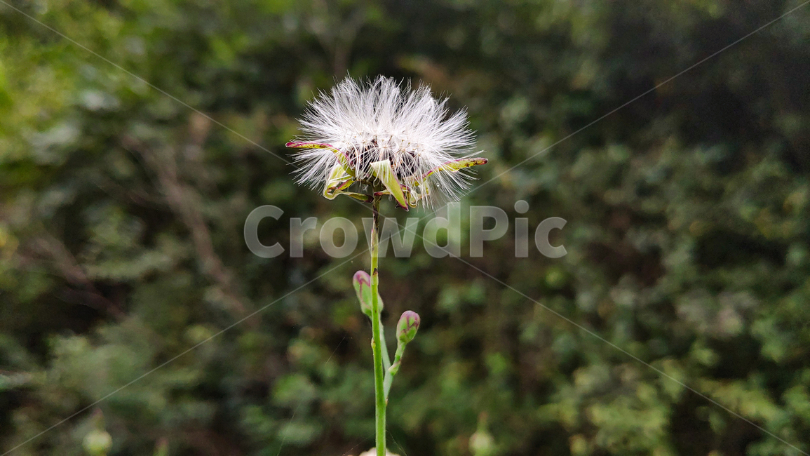 plant,식물,꽃,flower,민들레,민드레씨앗,식물,자연,plants,nature