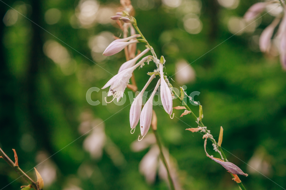 꽃,여름,자연,식물,옥잠화,빛,햇살,햇볕,빛살,아름다운,식물,자연,plants,nature,꽃,flower