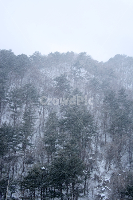 겨울,산,나무,눈,풍경,snow,겨울,계절,winter,season,자연,풍경,nature,landscape,outdoors,옥외