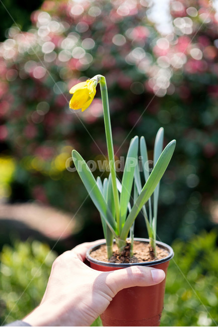 수선화,화분,꽃,봄,보케,봄,계절,spring,season,식물,자연,plants,nature,꽃,flower,감성,sensible,feeling,휴식,힐링,rest,relaxation,healing,plant