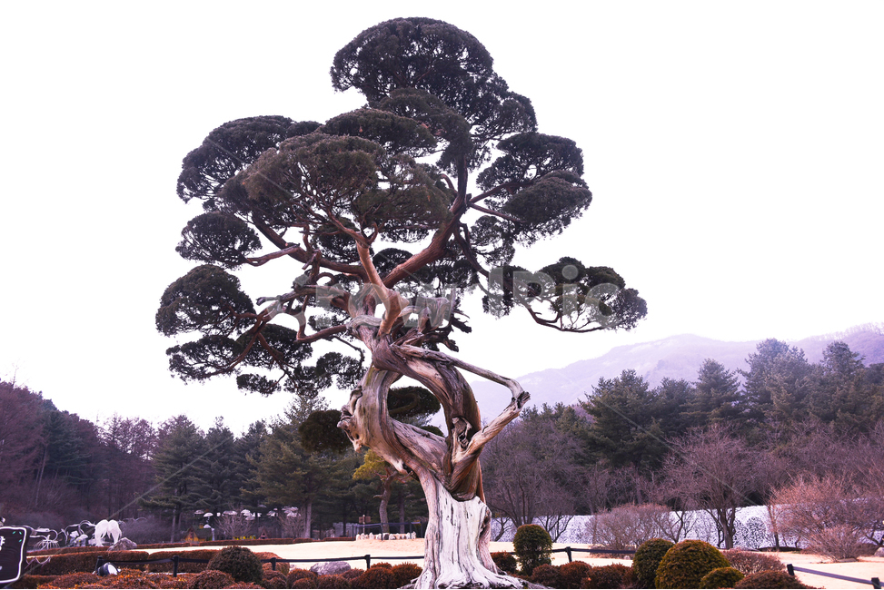 천년향,천년수령,향나무,한국나무,겨울나무,식물,자연,plants,nature,나무,trees,wood
