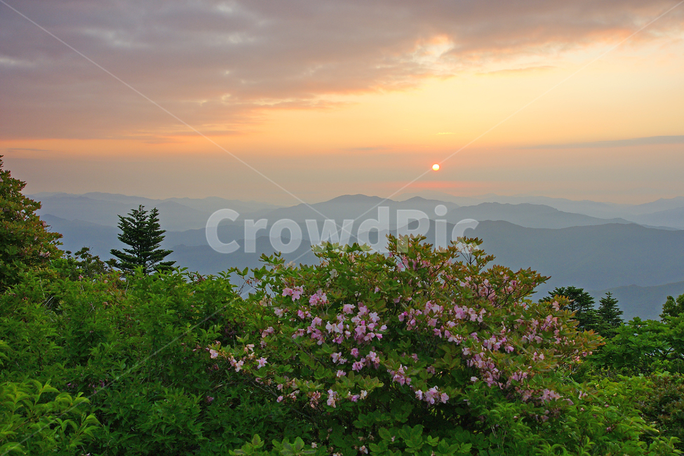 덕유산,철쭉,일출,국립공원,산,자연,풍경,nature,landscape,한국자연풍경,한국자연경관,korea nature landscape,outdoors,옥외,plant,식물