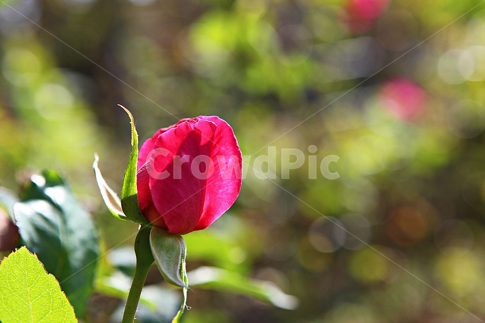 장미,장미꽃,꽃,꽃잎,가을,식물,자연,공원,식물,자연,plants,nature,꽃,flower
