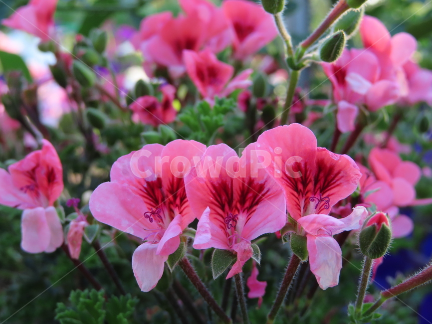 작은꽃,아름다움,귀여움,작다,꽃,식물,공원,화려함,smallflowers,beauty,small,plants,parks,flowers