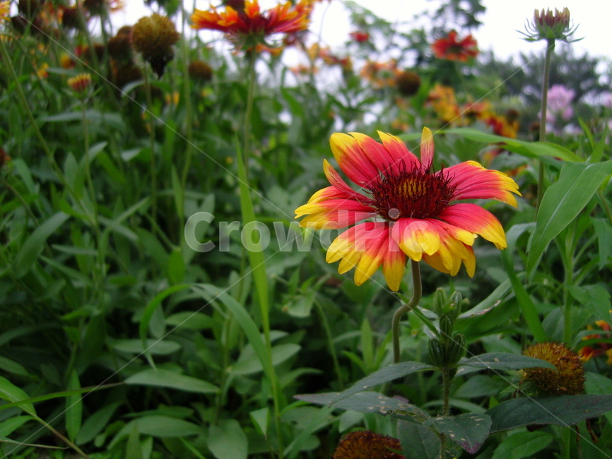 야생화,꽃,잡초,식물,가을,plant,treasureflower,flower