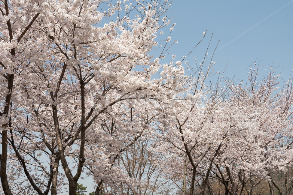 plant,flower,blossom,꽃,벛꽃