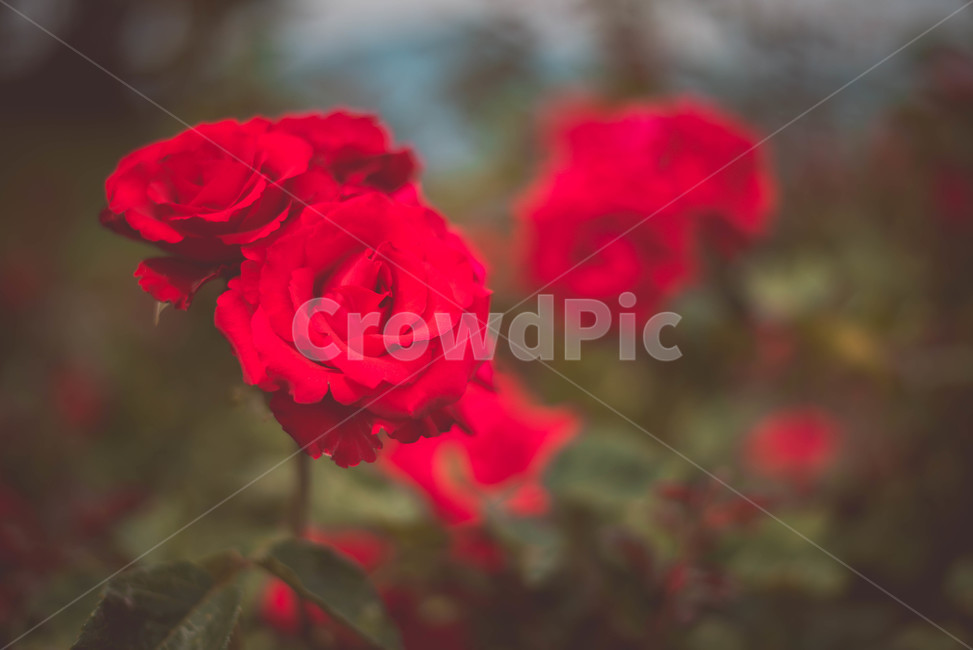 식물,장미,장미꽃,꽃,여름꽃,식물,자연,plants,nature,꽃,flower