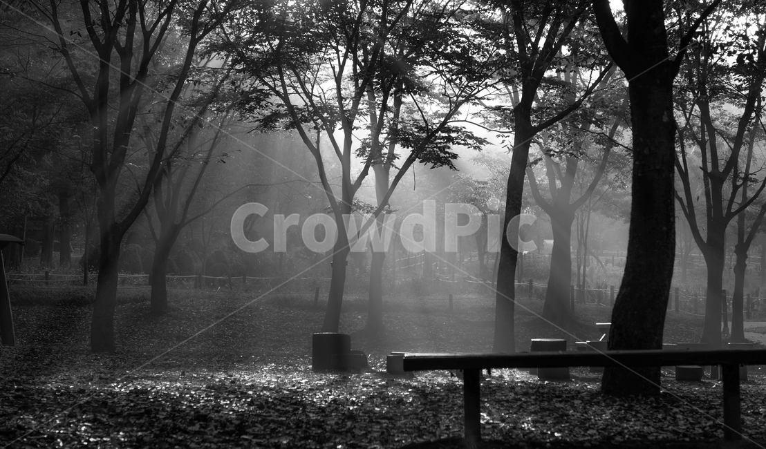 아침,새벽,빛,햇살,나무,자연,풍경,nature,landscape,식물,plants,나무,trees,wood,흑백,모노톤,monochrome,black and white