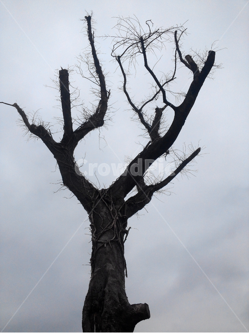나무,고사목,사목,감성,마른나무,식물,자연,plants,nature,나무,trees,wood