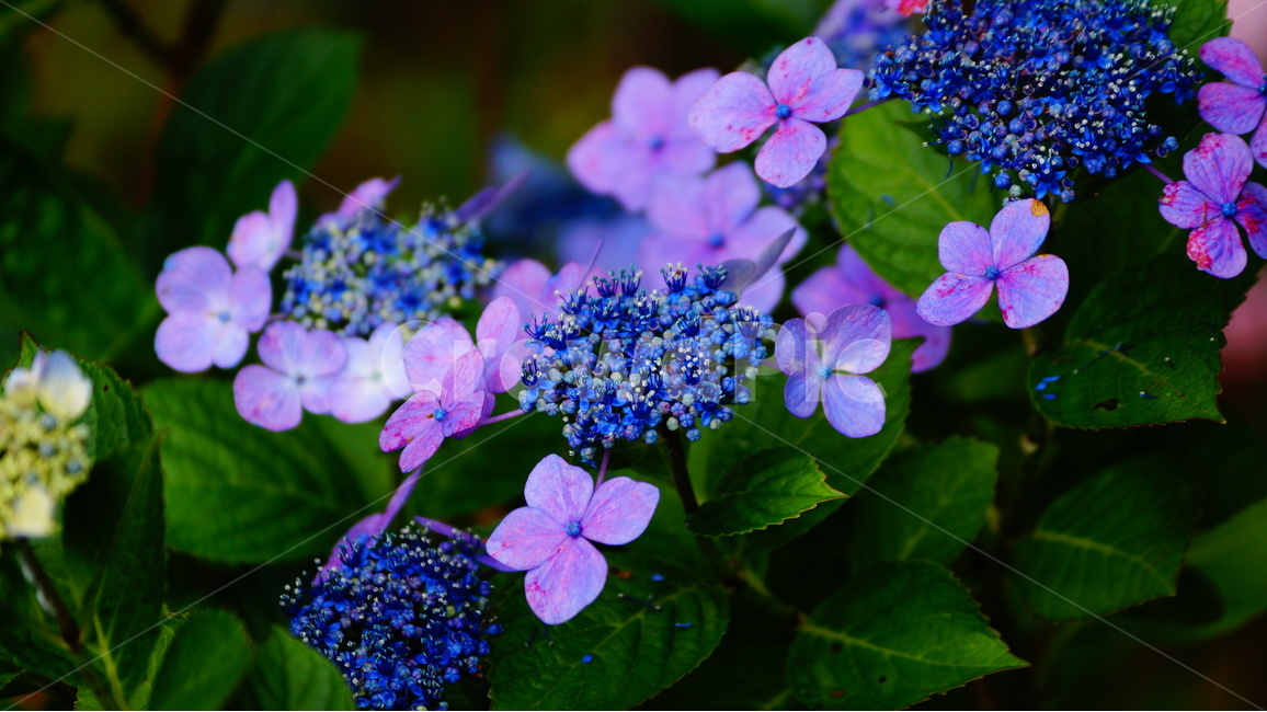 수국,산수국,꽃,꽃사진,태종대,식물,식물,자연,plants,nature,꽃,flower