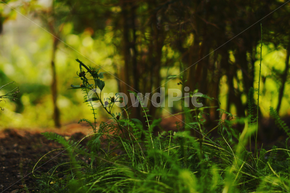 새생명,아웃포커싱,식물,어두움,새로운,식물,자연,plants,nature