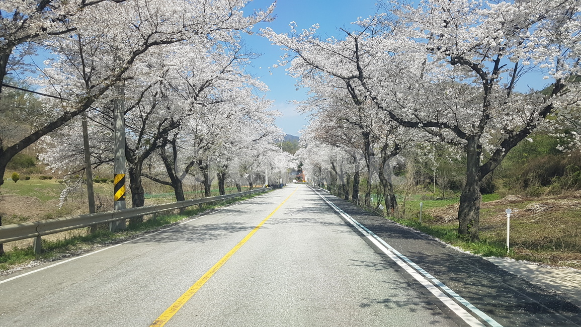 벚꽃,벚꽃길,하늘,봄,찾길