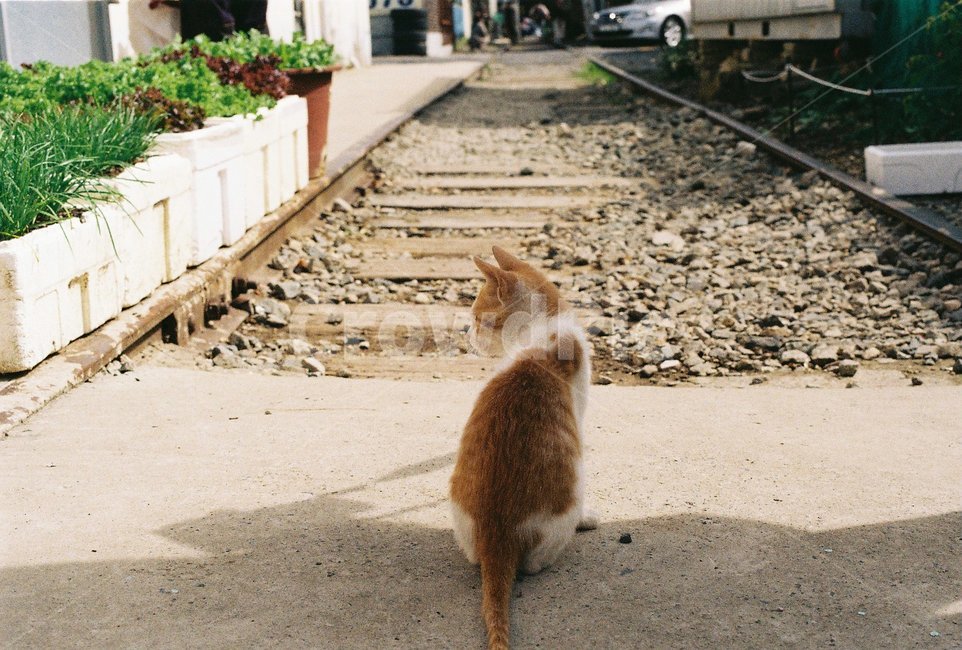 고양이,길고양이,고양이뒷모습,cat,철길,철길마을,동물,animal,포유류,mammal,고양이,cat,kitten,kitty,감성,sensible,feeling